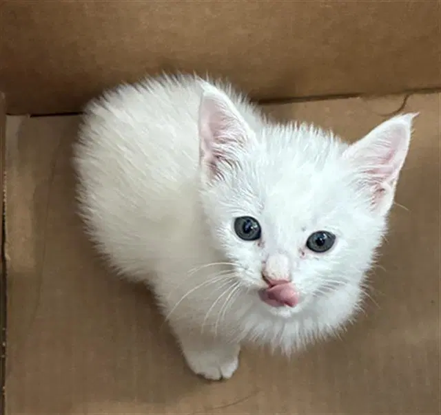 Hopper - Domestic Short Hair
