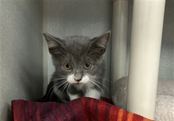 Whisper - Domestic Short Hair