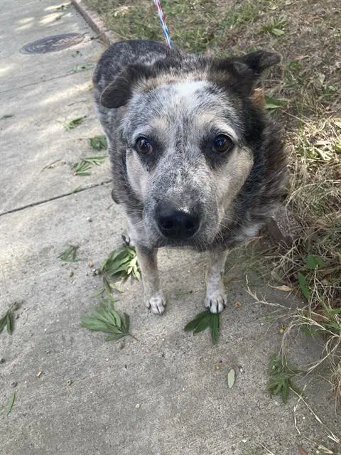 Remington - Australian Shepherd