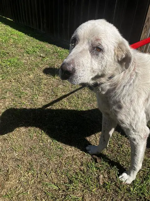 Apache - Great Pyrenees