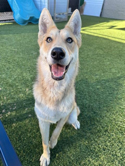 Lainey, German Shepherd Dog (medium coat)