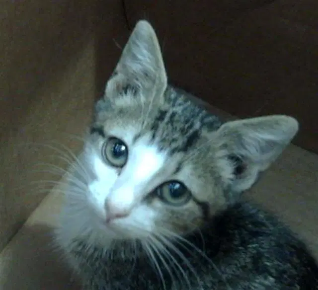 Nacho - Domestic Short Hair