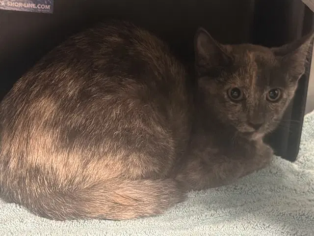 Turtle - Domestic Short Hair