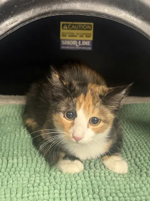 Marble - Domestic Short Hair