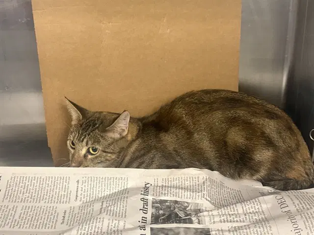 Chess - Domestic Short Hair