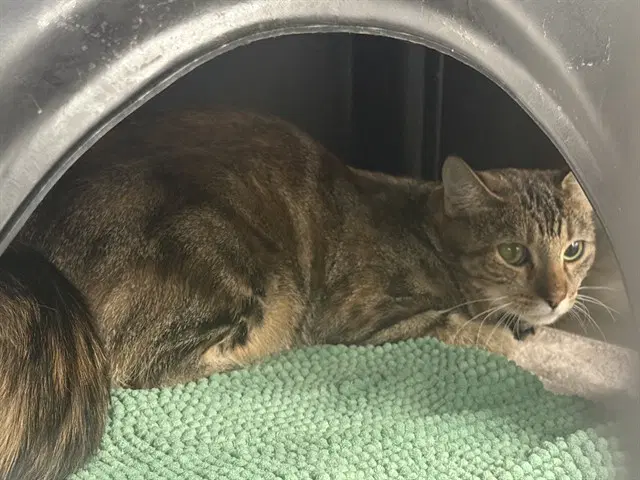 Chess - Domestic Short Hair