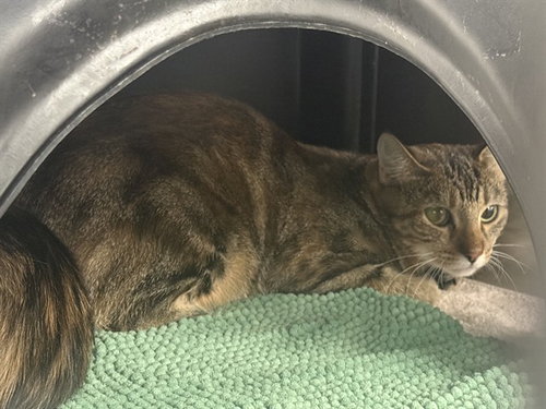 Chess, Domestic Short Hair (medium coat)
