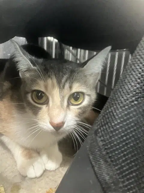 Cleopatra - Domestic Short Hair