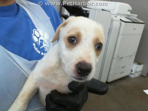 Penny, Labrador Retriever / Mixed (medium coat)