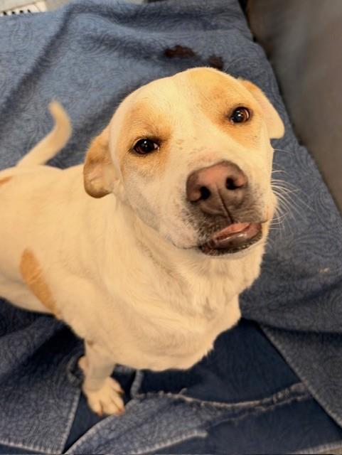 Penny, Labrador Retriever / Mixed (medium coat)