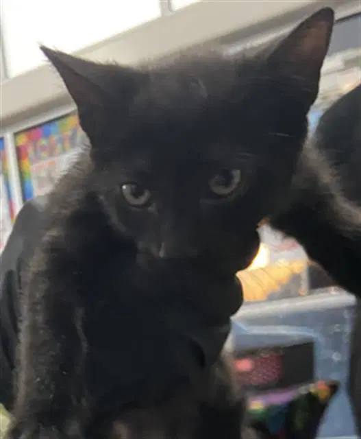 Blair - Domestic Short Hair