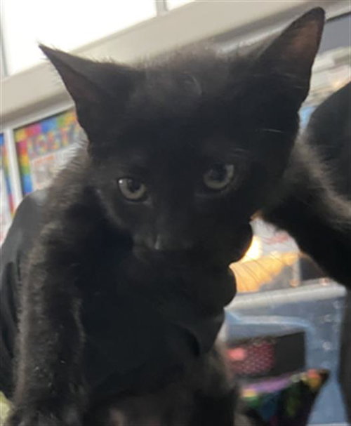 Blair, Domestic Short Hair (medium coat)