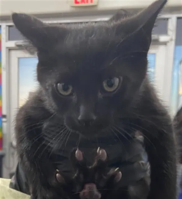 Winifred - Domestic Short Hair