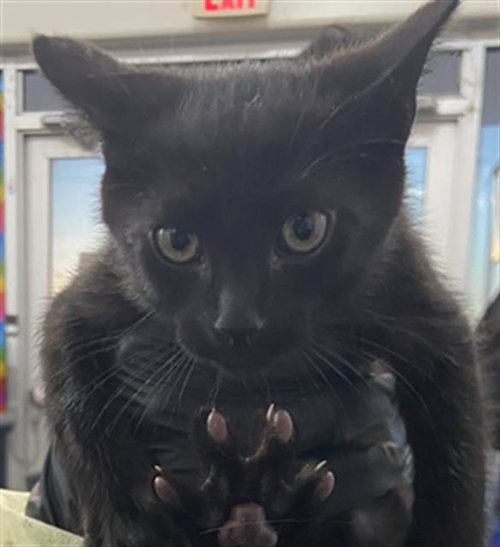 Winifred, Domestic Short Hair (medium coat)