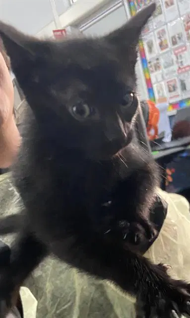 Vixen - Domestic Short Hair