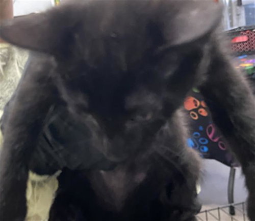 Victor, Domestic Short Hair (medium coat)