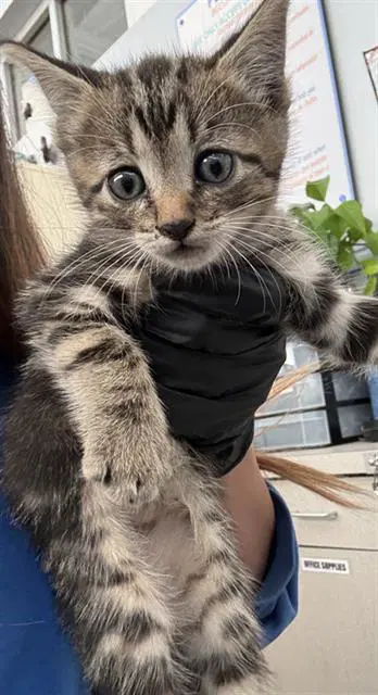 Toto - Domestic Short Hair