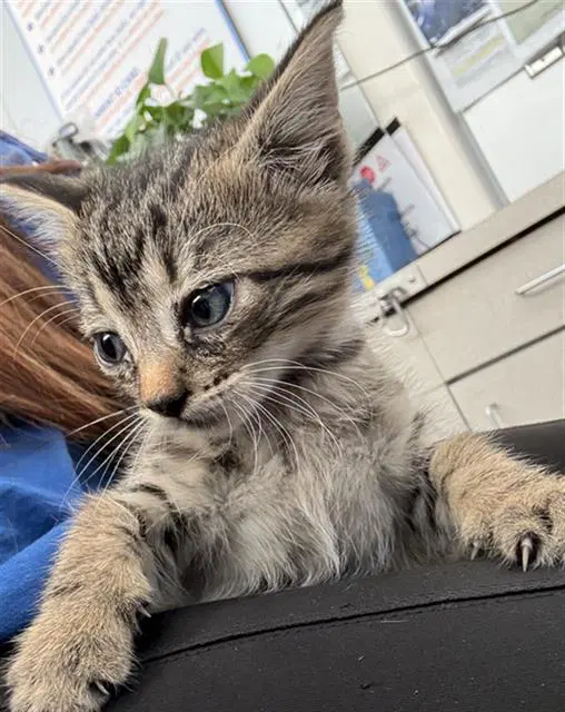 Frodo - Domestic Short Hair