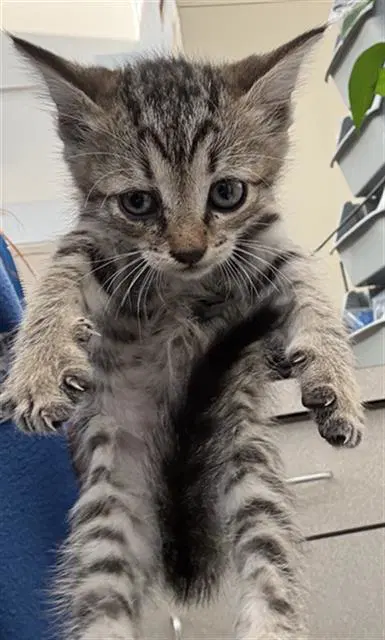 Magic - Domestic Short Hair