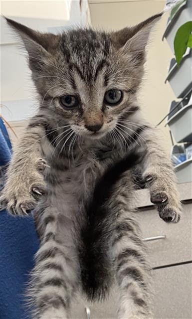 Magic, Domestic Short Hair (medium coat)