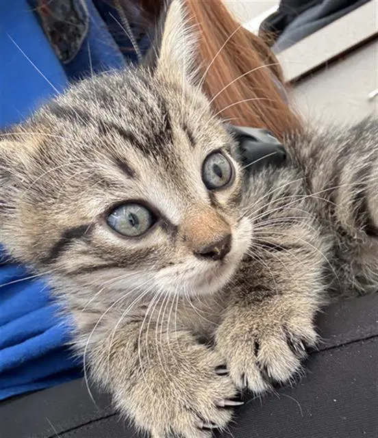 Cooper - Domestic Short Hair