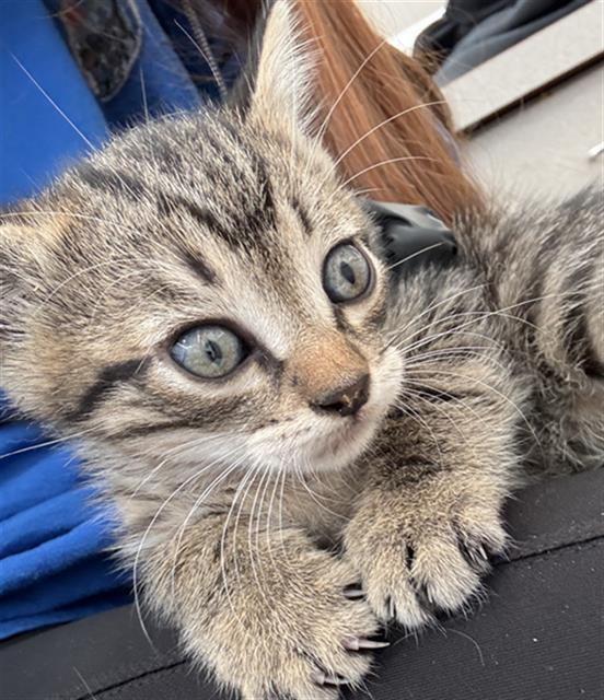 Cooper