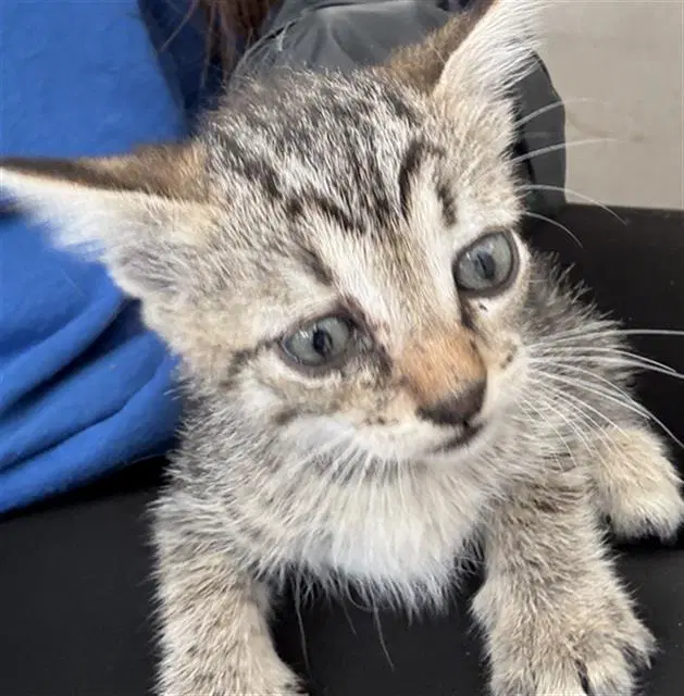 Silky - Domestic Short Hair