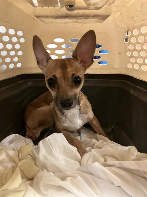 Buddy - Chihuahua