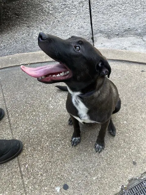 Jonathan - Labrador Retriever