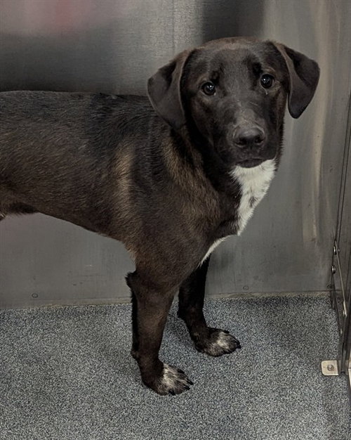 Jonathan, Labrador Retriever / Mixed (medium coat)
