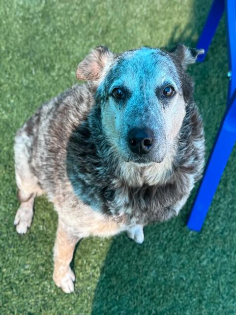 Remington, Australian Shepherd (medium coat)