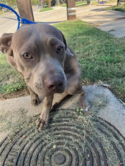 Star - Pit Bull Terrier