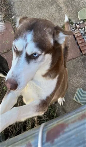 Lilo - Husky