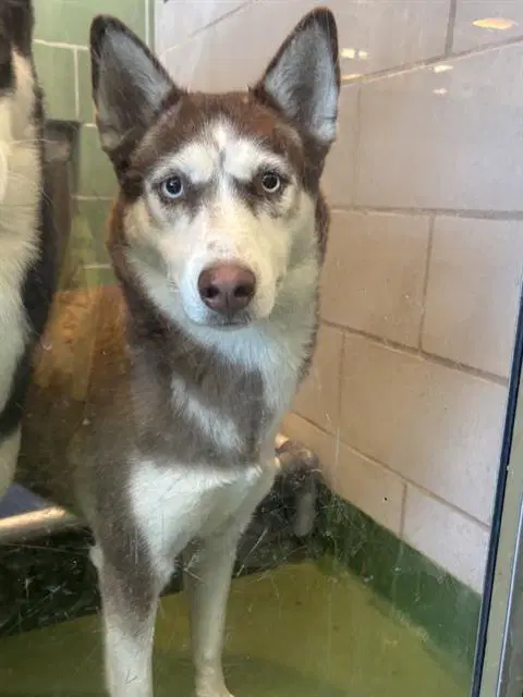 Lilo - Husky