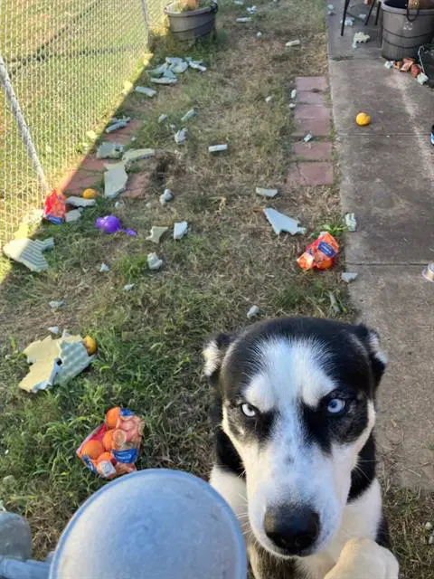 Stitch - Husky