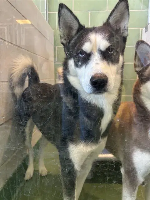 Stitch - Husky
