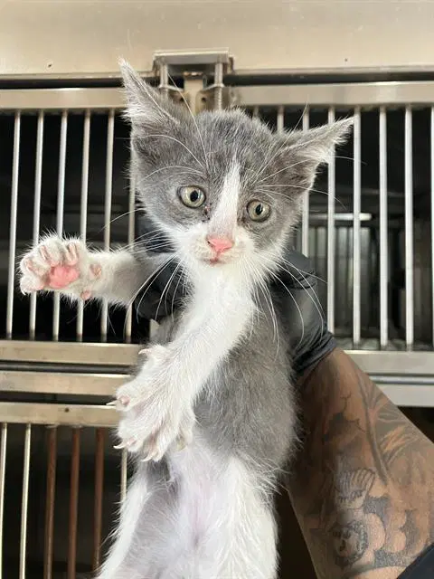 Whiskers - Domestic Short Hair