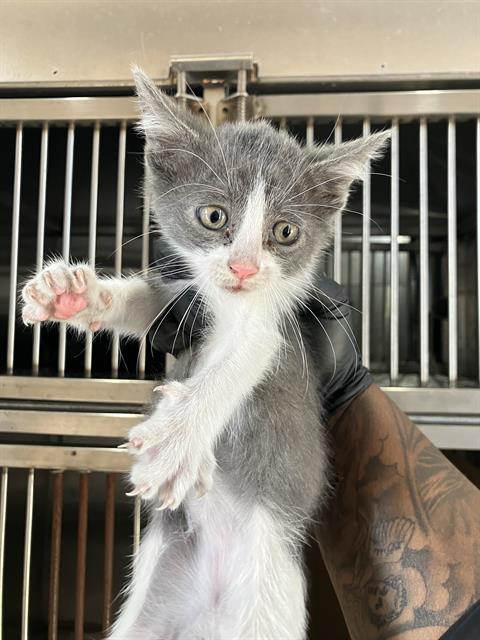 Whiskers, Domestic Short Hair (medium coat)