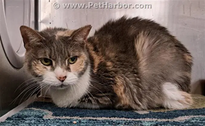 Isabell - Domestic Short Hair