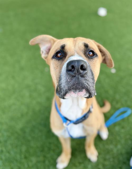 Kiko, Black Mouth Cur / Mixed (medium coat)