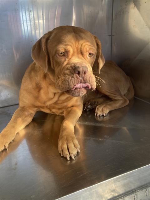 Laney, Dogue de Bordeaux (medium coat)