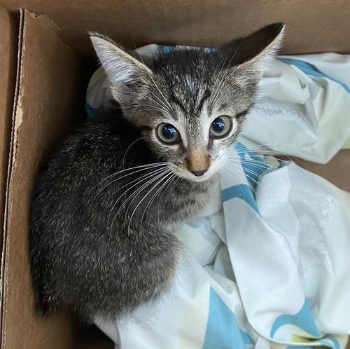 Nero, Domestic Short Hair (medium coat)