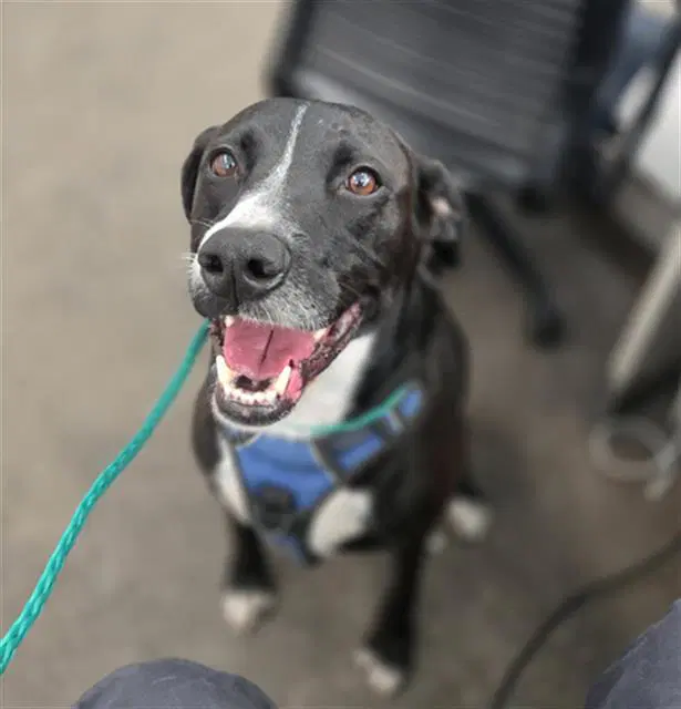Jessie - Labrador Retriever