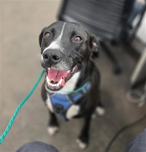 Jessie, Labrador Retriever / Mixed (medium coat)