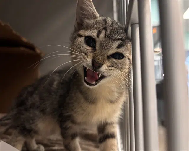 Shayla - Domestic Short Hair