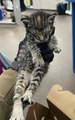 Thelma - Domestic Medium Hair