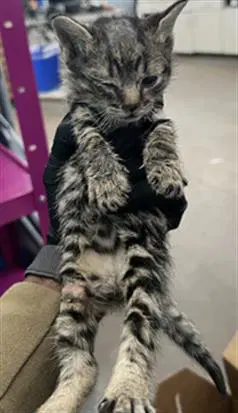 Louise - Domestic Medium Hair