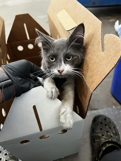 Grayson - Domestic Medium Hair