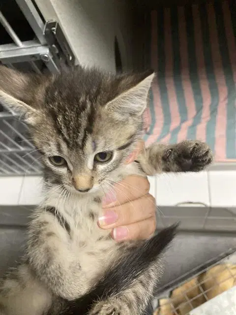 Jessie - Domestic Short Hair