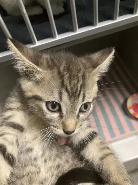 James - Domestic Short Hair